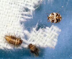 Anthrenus flavipes larvae adult wool.jpg