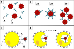 Antibody Opsonization.svg