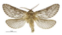 Aoraia aspina (male).jpg
