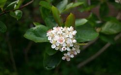 Aronia-melanocarpa-Aron.JPG