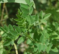 Astragalus membranaceus.jpg