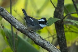 Black-capped Sparrow - South Ecuador S4E9265 (23309731381).jpg