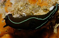 Black nudibranch.jpg