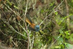 Blue-headed Fantail - Luzon - Philippines H8O0002 (18809090413).jpg