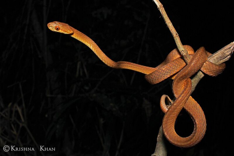 File:Boiga ochracea Tawny Cat snake by Ashahar alias Krishna Khan.jpg