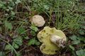 Boletus impolitus-Dordogne 02.JPG