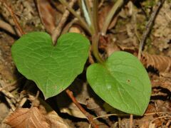 Boraginaceae - Omphalodes verna-2.JPG