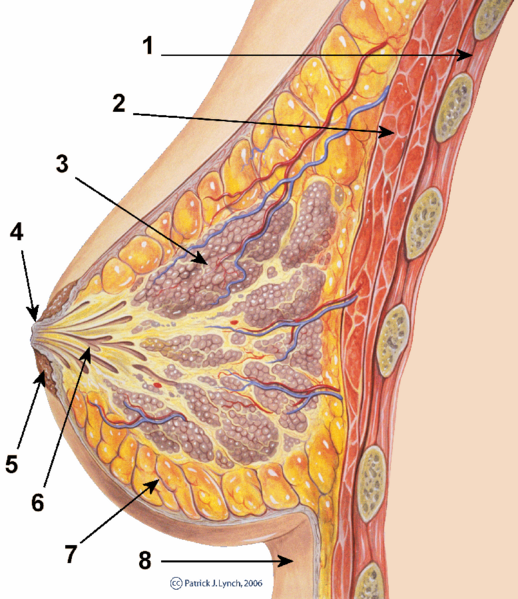 File:Breast anatomy normal scheme.png