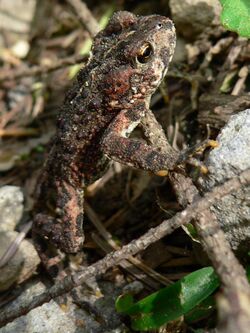 Bufo boreas 10565.JPG