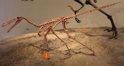 Buitreraptor FMNH.jpg