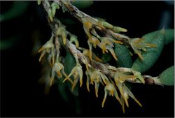 Bulbophyllum gadgarrense.jpg