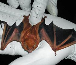 The image depicts an eastern red bat, recently captured by a researcher