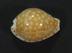 CYPRAEA GASKOINII.JPG