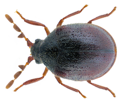 Caenocara bovistae (Hoffmann, 1803) (31511933632).png