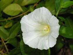 Calystegia April 2008-1.jpg