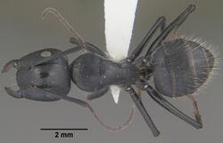 Camponotus laevigatus casent0102776 dorsal 1.jpg
