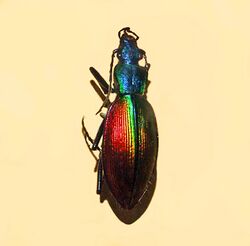 Carabidae - Ceroglossus buqueti.JPG