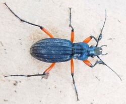 Carabus galicianus up.jpg