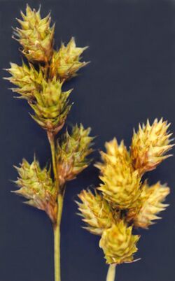 Carex brevior NRCS-1.jpg