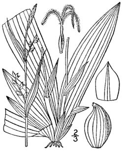 Carex platyphylla BB-1913.png