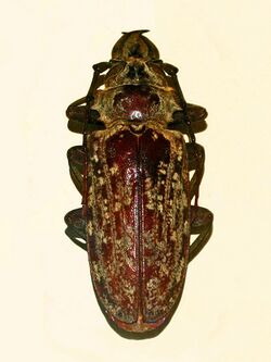Cerambycidae - Tithoes confinis.JPG