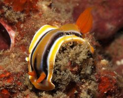 Chromodoris colemani.jpg