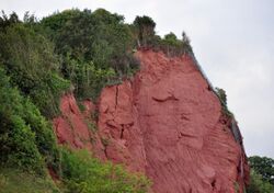 Cliffs above Oddicombe.jpg