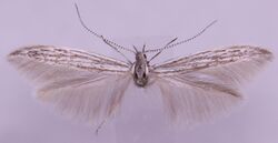 Coleophora albicans MM16371.jpg