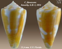 Conus flavescens 1.jpg
