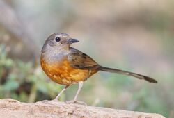 Copsychus malabaricus - Khao Yai.jpg