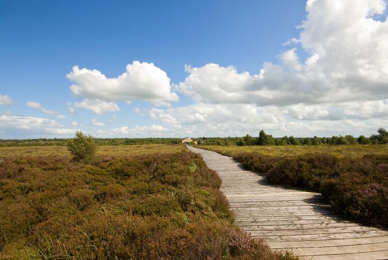 File:Corlea Bog Trackway.jpg