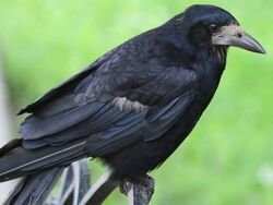 Corvus frugilegus-profile.jpg