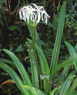 Crinum americanum1LEPPYONE.jpg