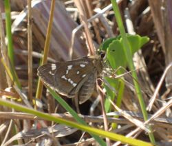 Crystal Skipper.jpg