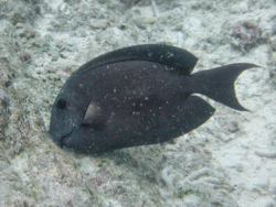 Ctenochaetus hawaiiensis, Samoa.gif