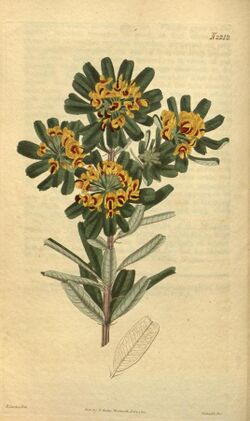 Curtis's Botanical Magazine - Plate 2212 - Gastrolobium bilobum.jpg