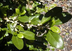 Cyclophyllum coprosmoides flowers and foliage.jpg