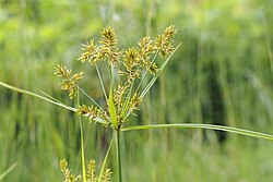 Cyperus microiria (21686707801).jpg