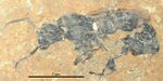 Cyrtopone microcephala holotype SMFMEI2407.jpg
