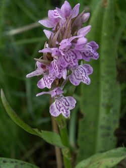 Dactylorhiza baltica 060629.jpg