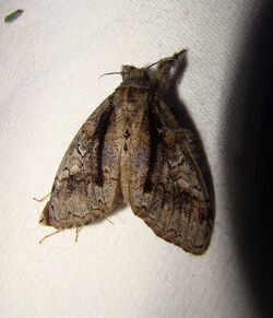 Dasychira tephra – Tephra Tussock Moth.jpg