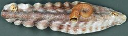 Dendostrea frons (frond oyster) (San Salvador Island, Bahamas) 1 (16004377949).jpg