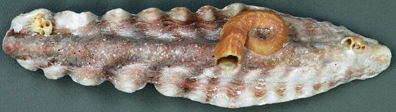 File:Dendostrea frons (frond oyster) (San Salvador Island, Bahamas) 1 (16004377949).jpg