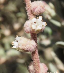 Dicrastylis costelloi DJD3160 flowers Witjira NP 5.jpg