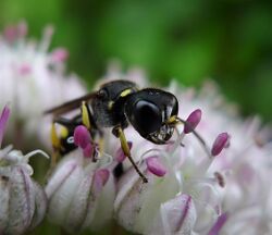 Digger Wasp. possibly female Ectemnius continuus (35921878330).jpg