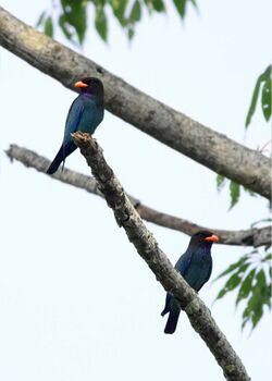 Dollarbird Manas National Park Assam India April 2019.jpg