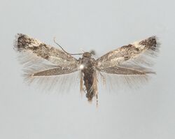 Elachista serricornis1.jpg