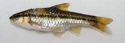 Enteromius eutaenia (Boulenger, 1904) collected in Zambia by South African Institute for Aquatic Biodiversity.att.jpg