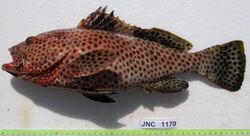 Epinephelus maculatus JNC1170.JPG