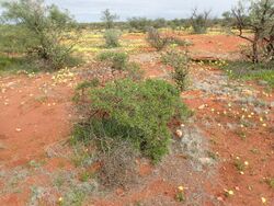 Eremophila crenulata (habit).jpg